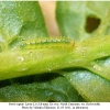 pieris rapae larva1b